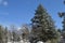 Snow Covered San Bernardino Mountain Forest