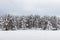 Snow covered Scandinavian pinewood forest with pine trees, Pinus sylvestris.