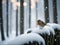 Snow-Covered Serenity of a robin : Cinematic Scenes of Nature