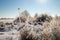 Snow-covered shrubs by sun light