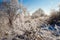 Snow-covered shrubs by sun light