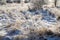 Snow-covered shrubs by sun light