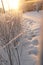 Snow-covered shrubs under the sun of Russia