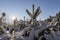 Snow-covered small conifers. Snow on tree branches in Central Europe