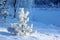 Snow Covered Small Pine Tree