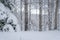 Snow Covered Spruce & Aspen - Canadian Landscapes