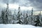 Snow-covered spruce trees