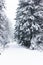 Snow-covered spruces, pines, trees in the winter New Year`s forest. A path in the forest with snow. Vertical orientation