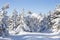 Snow-covered spruces. Winter forest. Ural landscape