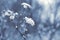 Snow-covered stems of dry plants on a blurred background