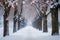 A snow-covered street with numerous trees on both sides creating a wintry scene, Snowy tree alley in a quiet winter park, AI