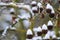 Snow-covered Sycamore seeds hang from twigs