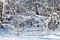 snow-covered thicket in forest in sunny winter day