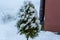 Snow-covered thuja tree in winter tranquility.