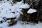 Snow-covered Tinder fungus winter (Lentinus brumalis ) grown under a tree