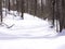 Snow covered trail with tree shadows appearing disappearing