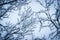 Snow-covered tree branches against the sky. Winter scene