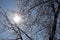 Snow covered tree branches with blue sunny sky