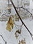 Snow-covered tree branches  with leaves in a winter