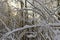 Snow-covered tree branches in a thick winter forest