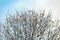 Snow covered tree branches in winter