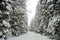 Snow Covered Tree Lined Road