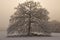 Snow covered tree with misty background