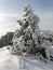 Snow covered tree. Mount Ay-Petri, Crimea.