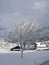 Snow covered tree near Grindelwald, Switzerland