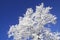 Snow Covered Tree, Sequoia National Park, California