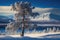 snow-covered tree with a view of the frozen tundra and distant mountains