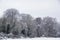 Snow Covered Trees