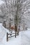 Snow Covered Trees