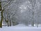 Snow Covered Trees