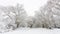 Snow covered trees