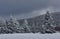 Snow-covered trees