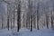 Snow-covered trees