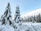 Snow covered trees in Alaska during winter