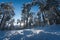 Snow covered trees in alpine forest in sunlit winter landscape  Wildermieming  Tirol  Austria