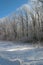 Snow covered trees on a beautiful crisp winter morning