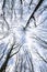 Snow covered trees branches, bottom view.