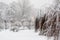 Snow covered trees and Christmas trees.