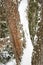 Snow covered trees in the Great North Woods of Maine