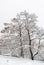 Snow-covered trees in a hilly park in hazy weather.