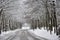 Snow covered trees and leaves in Bad Fussing, Germany.Road in the mountains covered with snow.