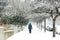 Snow covered trees line this sidewalk as a person walks on the sidewalk