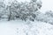 snow covered trees line a snow covered slope with a man in a black shirt