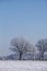 Snow Covered Trees In North Germany