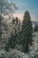 Snow covered trees, Odenwald Forest