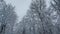 Snow-covered trees in the park, snow lies on the tree branches. Beautiful winter nature, background